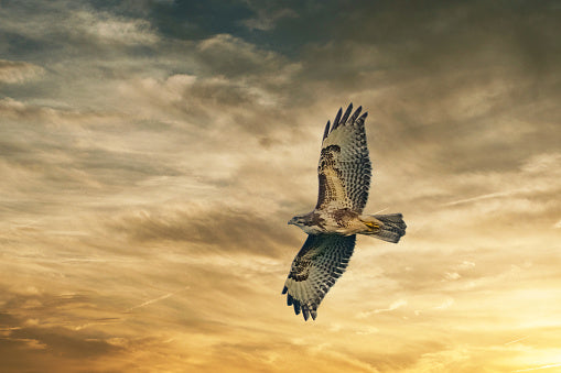 Hawk in flight against a golden skty